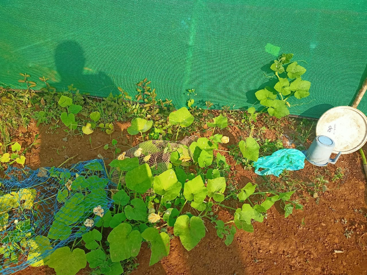 परसबाग उपक्रम